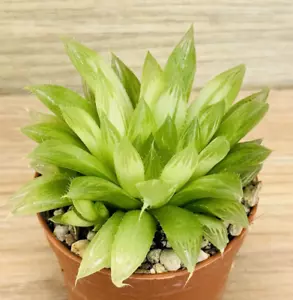 Haworthia cooperi var. pilifera variegata ,  pot 6,5 cm  (Cod.R0081) - Foto 1 di 4