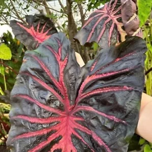 Knolle Colocasia rosa Esculenta EINZIGARTIGES ELEFANTENOHR + Pflanzenschutzmittel - Bild 1 von 2