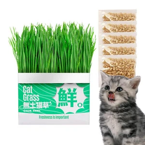 Cat Grass Planting Box Plant Growing Kit Hydroponic Cat Grass Soil-Free Planter - Picture 1 of 11