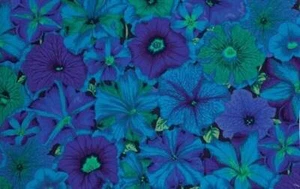 Kaffe Fassett Petunias in Blue ~ - Picture 1 of 1