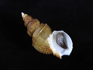 Sea Shell Clinopegma magnum unicum 100,6 mm ID#9450 - Imagen 1 de 3