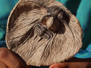 High Detail Devonian TRILOBITE Fossil from The Atlas Mountains 393 Mil Yrs. Old - Picture 1 of 2