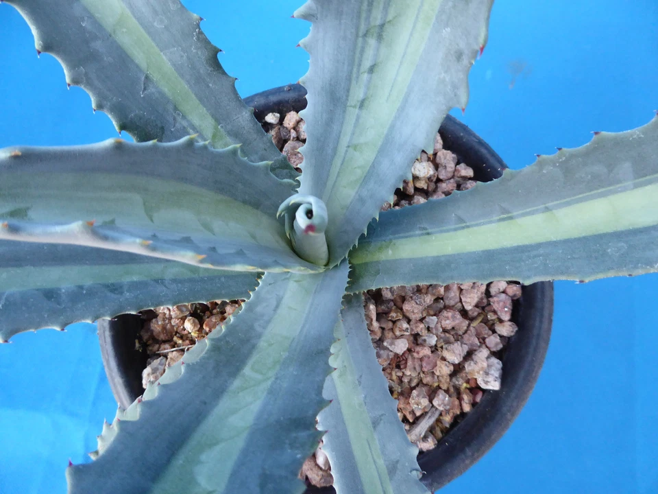 Agave americana medio-picta "Lemon Lime" VARIEGATED! RARE 6"-10" Wide NICE  - Image 1 of 4
