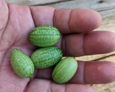SEED-Cucamelon - Mouse Melon- Bite Sized Cucumber -sandia de raton- Unique Rare - Image 1 of 4