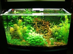 100 Semi tanti tipi di piante per acquario- - Foto 1 di 1