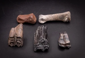 Group of Pleistocene Florida Fossils 2638 - Picture 1 of 2