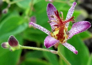 Gilt Edge Toad Lily - Tricyrtis formosana - Shade - 2.5" Pot - Picture 1 of 1