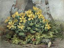 Winter Blossoms Floral Still Life - Flowers Study - Watercolour Painting - 1891