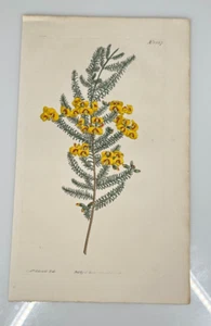 Principios de 1800 Edwards Curtis Botanical #1527 Dillwynia Glaberrima Loro Suave Guisante - Imagen 1 de 3