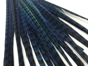 50 Pieces -18-22" Blue Dyed Over Natural Long Ringneck Pheasant Tail Feather - Picture 1 of 8