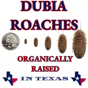 Dubia Roaches | Small, Medium, Large | Live Arrival & FREE SHIPPING NATIONWIDE! - Picture 1 of 11