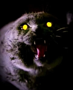 Scary Pet Sematary Cat "Church" NEW Medium Zipper Pouch Horror 80s Creepy Kitty - Picture 1 of 5