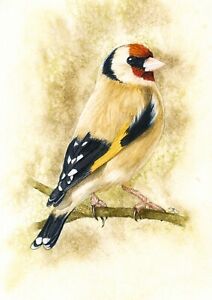 Gold Finch Wildlife Fine Art Print from an Original Watercolour Painting
