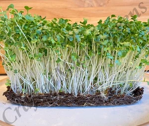 Broccoli Seeds untreated Non-GMO 250+, 500+, 1000+, 3000+ Seeds - Picture 1 of 20