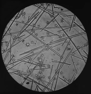 Microscopio Foto ESPONJA ESPÍCULAS C1890 VICTORIANO ANTIGUO Linterna Mágica Diapositiva - Imagen 1 de 5