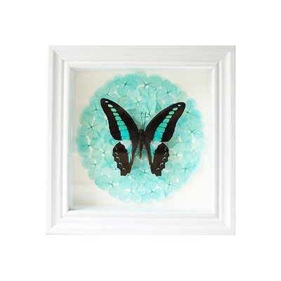 Handmade Real Butterfly Shadow Box - Ethically Sourced Gothic Wall Art, Frame... - Image 1 of 4