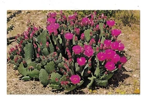 Postal de cactus cola de castor, vibrante flora del desierto, prensa de vista en color - Imagen 1 de 2