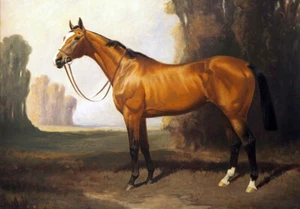 19th Century BAY HORSE * LARGE A3 SIZE QUALITY CANVAS PRINT - Picture 1 of 1