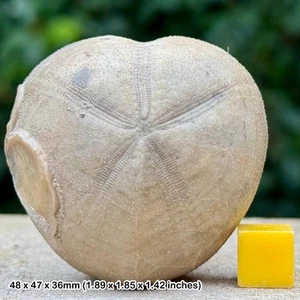 RARO Micraster gosseleti Fósil Equinoide - Cretácico - Navarra, España - - Imagen 1 de 2