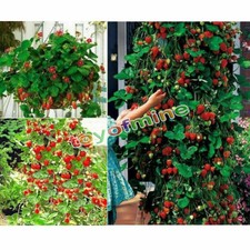 100 semi di FRAGOLA RAMPICANTE 'SEMI RARI' + OMAGGIO - SUPER PREZZO