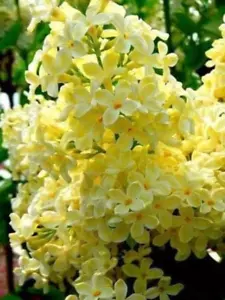50 Yellow Lilac Seeds Bloom Perennial Flowers Fragrant Seed Flower Shrub Bush - Picture 1 of 12