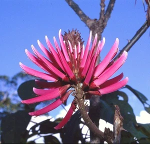 Erythrina amazonica, árbol de coral amazónico planta tropical semilla de árbol de coral 10 semillas - Imagen 1 de 2