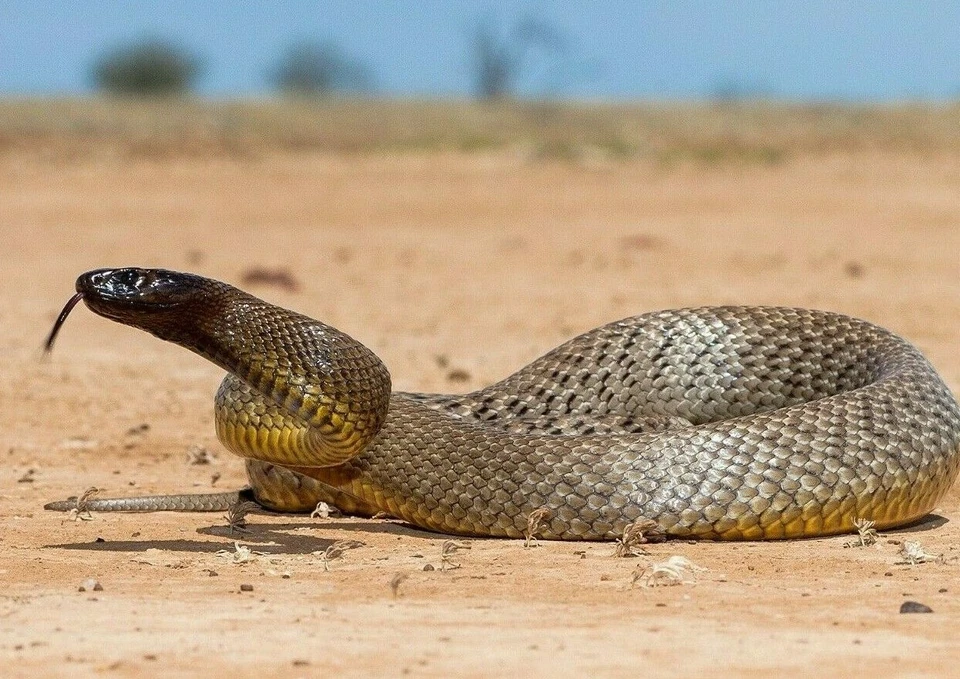 Inland TAIPAN SNAKE PHOTO PICTURE POSTER Venomous Reptile Australia
