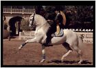 Vintage Postcard Horse - El Caballo Blanco Hotel, Wooroloo, W.A.