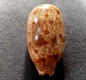 Cypraea Argus 87 mm GEM ,BIG,FAT body nice DARK pattern WOW! - Picture 1 of 9