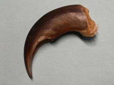 Bärenkralle  Trophäen   Jagd   Schmuck   Anhänger  scharmanische Rituale (S 12) - Bild 1 von 3