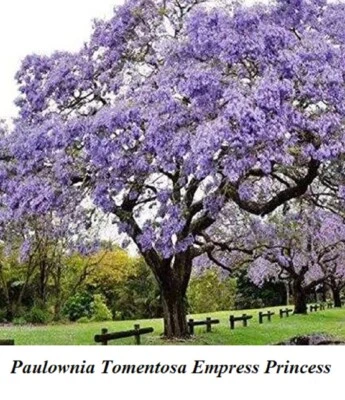 Seed Tree Paulownia Tomentosa Royal Empress Foxglove Princess Blue Canada Seeds - Image 1 of 4