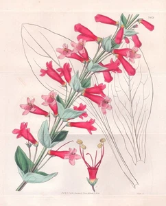 Pentstemon Murrayanus Texas Blume Botanik flower botany engraving Curtis 3472 - Bild 1 von 1