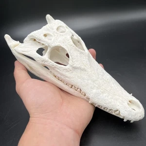 1PC Real crocodile skull animal specimen length 8-10 in Taxidermy - Picture 1 of 2