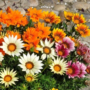 20 SEMI DI MIX DI GAZANIA " SPEDIZIONE GRATUITA " - Foto 1 di 1