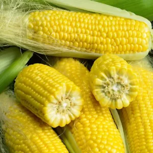 1 Lb Golden Bantam Corn Seeds - Everwilde Farms Mylar Seed Packet - Picture 1 of 2