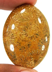 53.10 Ct Natural Fossil Coral Loose Gemstone Cabochon Wire Wrap Stone - 20766 - Picture 1 of 2