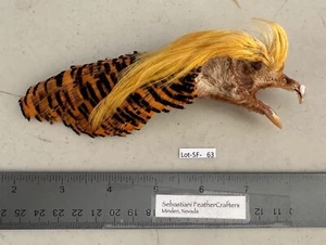 Sebastiani Golden Pheasant Head/Cape/Tippets Lot-SF 63 - Picture 1 of 4