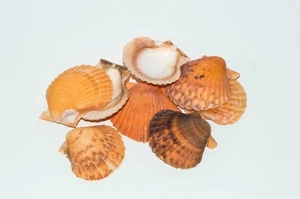 NessaStores Orange Pecten Sea Shell Beach Craft Scallop 2" - 3" (8 PCS ) #JC-31 - Picture 1 of 6