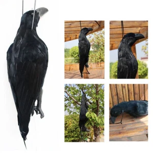 Realistic Lifesize Hanging Dead Crow Decoy - Extra Large Black Feathered - Picture 1 of 11