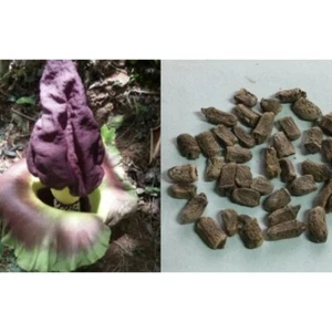 Amorphophallus Paeoniifolius Bulb Rare Aroid Plant Fresh Konjac Se_eds Shattered - Picture 1 of 6