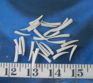 ~ Tusk Shells ~ Dentalium ~ "RIDGED" ~ 25+ ~ Shellcraft ~ Sailor's Valentines ~ - Picture 1 of 6