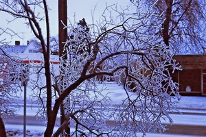 Original Vintage Slide - 1965 Ice Storm - Tree's branches covered with Ice - Picture 1 of 1