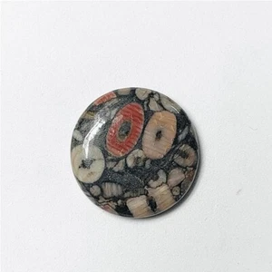 Crinoid Fossil Stone Natural crinoid Cabochon Loose Gemstone 31 Ct. ME-11212 - Photo 1/3