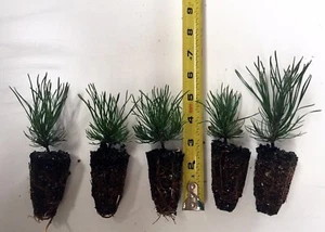 10 Mugo Pine - Swiss Mountain Pine (Pinus Mugo, mughus) - Bonsai or Landscape - Picture 1 of 4
