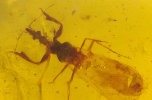 Gnat Bug with Bulging Eyes in Burmite Burmese Amber Fossil from Dinosaur Age - Picture 1 of 10