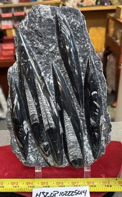 ❤️ Nice Orthoceras Plate 10” X 7” Polished Devonian Fossils 4.3 Pounds - Image 1 of 4