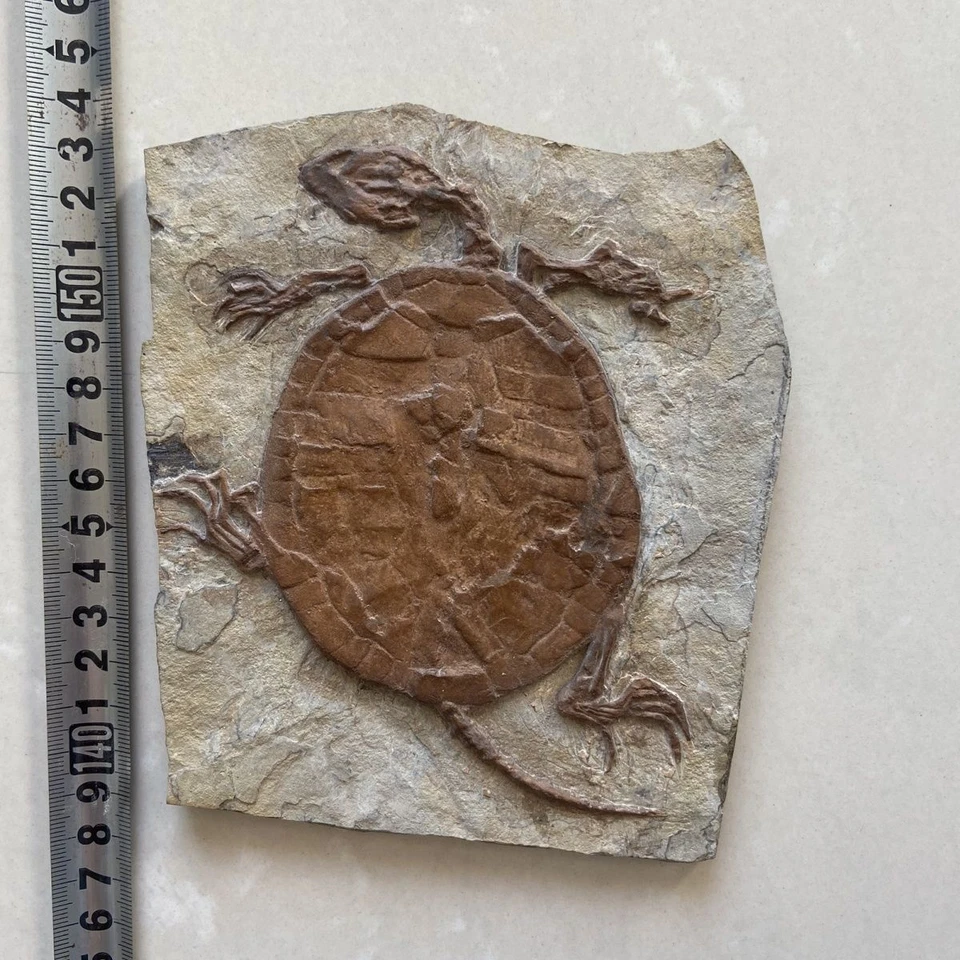 #10766.Jurassic Paleontological Fossil Manchurian Turtle Fossil - Image 1 of 3