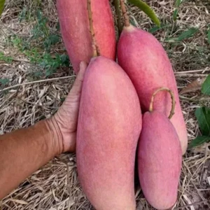 BeauFlora Hybrid Mango ( King of Chengmai , Graft ) Exotic 1 Bare-Root Plant - Picture 1 of 1