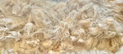 Icelandic Raw Wool Fleece 3 Lbs 8 oz Unskirted, Unwashed some VM - Image 1 of 4