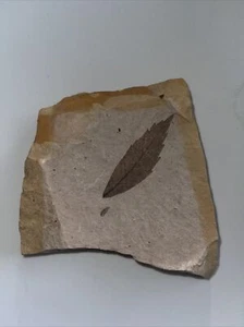 Fossil leave Oak petrified, Central Oregon, Age: Oligocene, Formation: John Day - Picture 1 of 7
